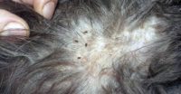 Фото, как выглядит блошиный дерматит у кошек