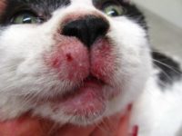 Фото, как выглядят кожные заболевания у кошки