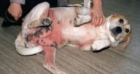 Фото атопического дерматита у собак