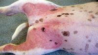 Фотография, как выглядит атопический дерматит у собаки
