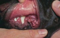 Фото бородавки на морде у собаки во рту