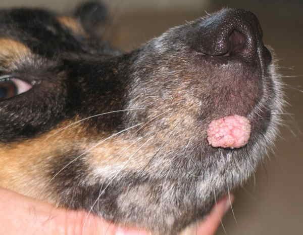 папилломы у собак у ротовой полости