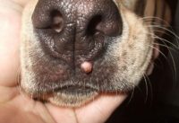 Фотография, как выглядит папиллома у собаки