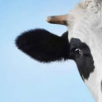 Бородавки на вымени у коров