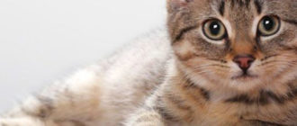 Виды, симптомы и лечение дерматита у кошек