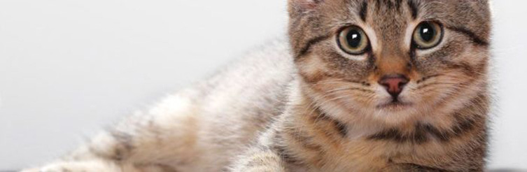 Виды, симптомы и лечение дерматита у кошек